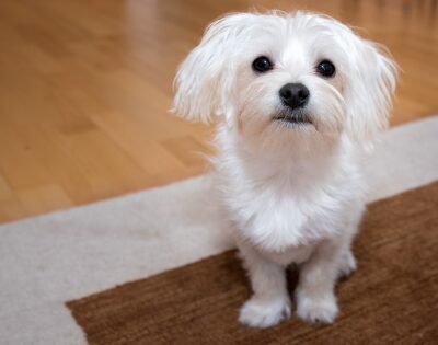 Maltese Dog on a brown mat