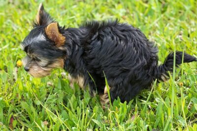 Small Dog Pooping