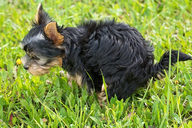 Yorkie Pooping