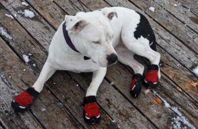 Dog Laying Down Wearing Shoes