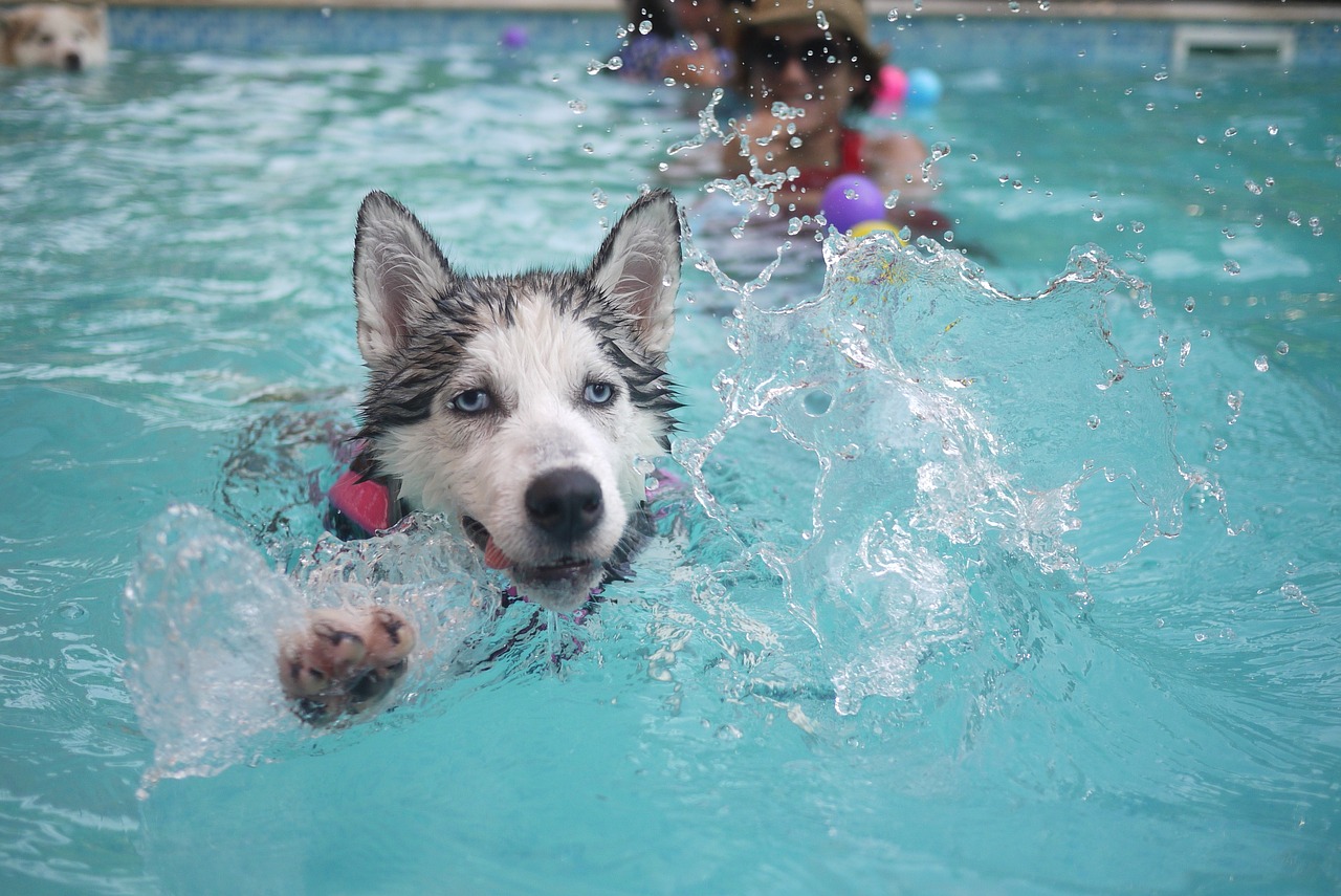 Puppy Summer Fun: Keeping Your Pup Cool and Entertained