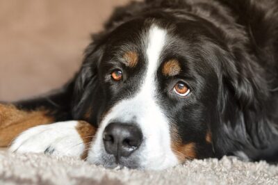 do bernese mountain dogs shed
