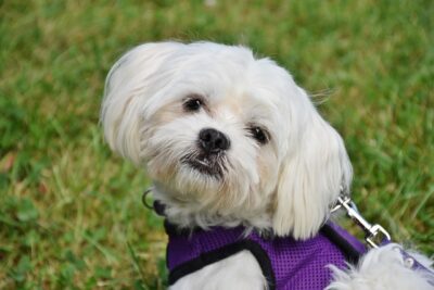 Maltese on a harness