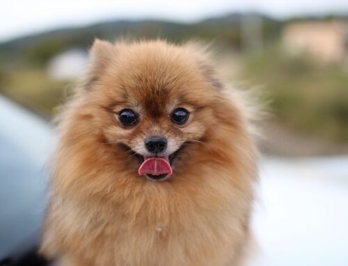 The Complete Guide to Pomeranian Breeders in 2024: How to Find, Evaluate, and Choose the Right One for You