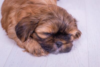 Shorkie Pup sleeping