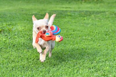 Chihuahua playing with a toy