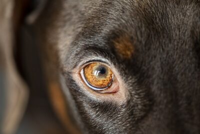 Closeup photo of Dog's eye
