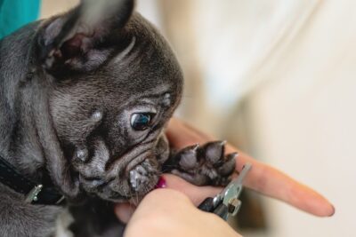 Dog Groomer cutting pups nails