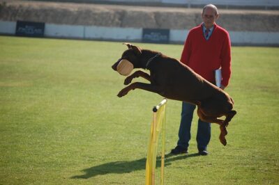 man training dog jump