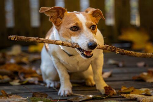 Jack Russell
