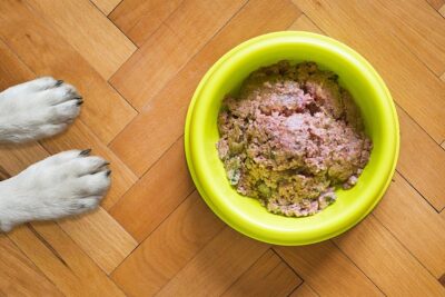 Wet Dog food in a bowl