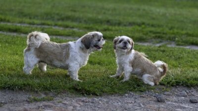 Two Shih Tzu dogs