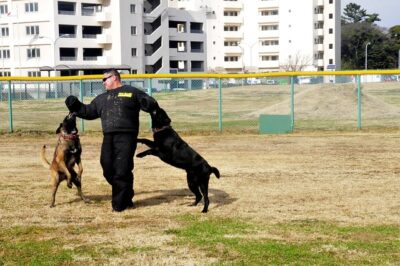Dog training attack dogs