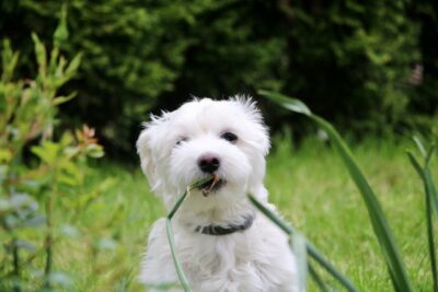 Small White Dog eating grass