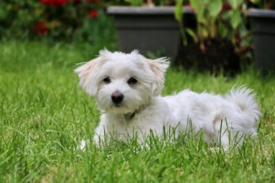 Maltese lying down on grass