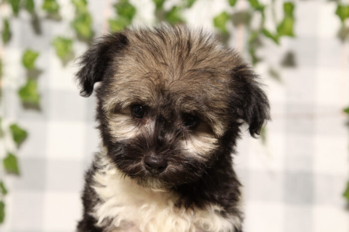 Doodle - Tri AKC Male Havanese Puppy - Image 3
