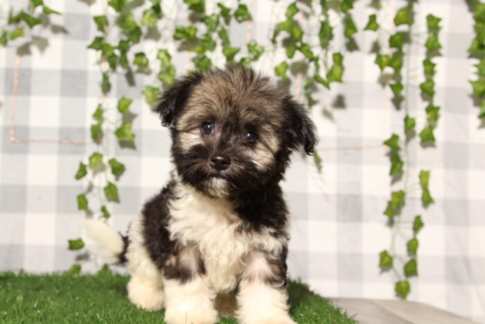 Doodle - Tri AKC Male Havanese Puppy