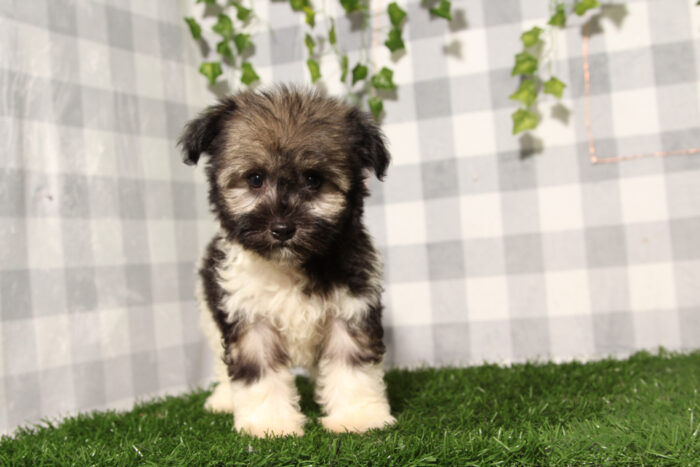 Doodle - Tri AKC Male Havanese Puppy - Image 2