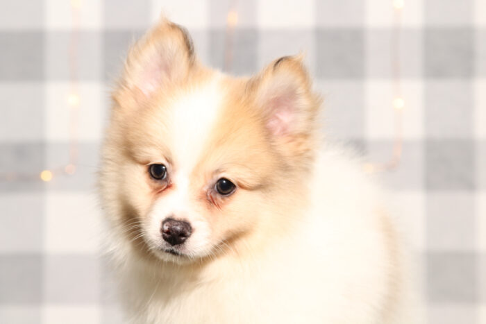 Dorian - Tan/White ACA Male Pomeranian Puppy