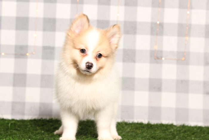 Dorian - Tan/White ACA Male Pomeranian Puppy - Image 2