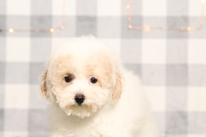 Dover - Male Bichon Frise Puppy