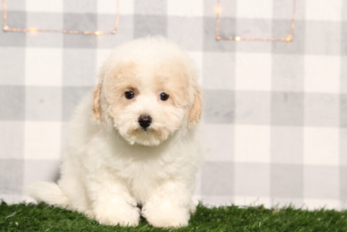 Dover - Male Bichon Frise Puppy - Image 3