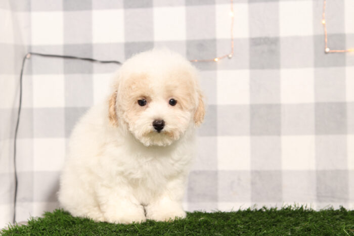 Dover - Male Bichon Frise Puppy - Image 2