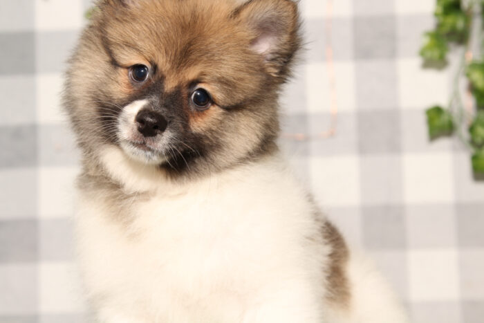 Draco - Brown/White ACA Male Pomeranian Puppy - Image 5
