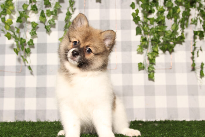 Draco - Brown/White ACA Male Pomeranian Puppy