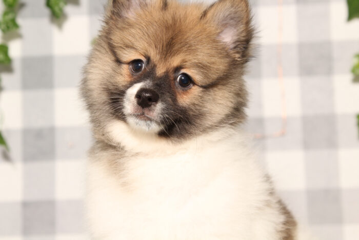 Draco - Brown/White ACA Male Pomeranian Puppy - Image 3