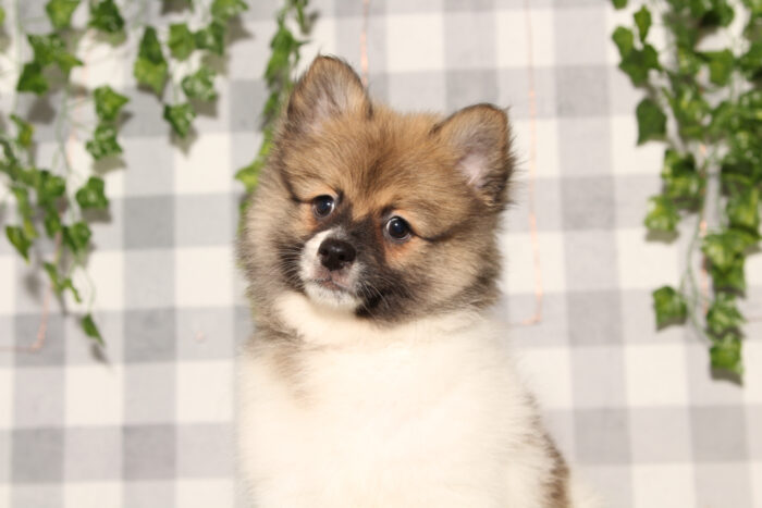 Draco - Brown/White ACA Male Pomeranian Puppy - Image 2