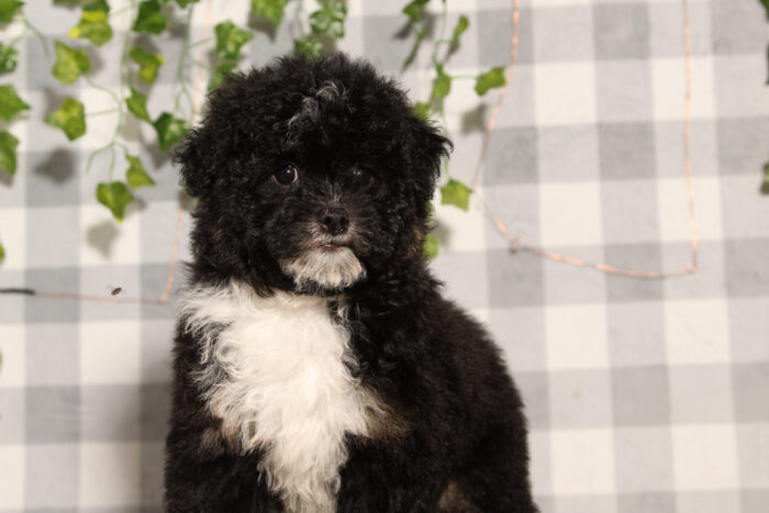 Elvira - Black/Tri Female Aussiedoodle Puppy