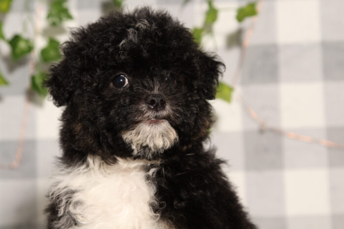 Elvira - Black/Tri Female Aussiedoodle Puppy - Image 3