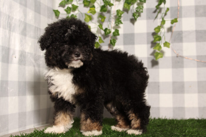 Elvira - Black/Tri Female Aussiedoodle Puppy - Image 2
