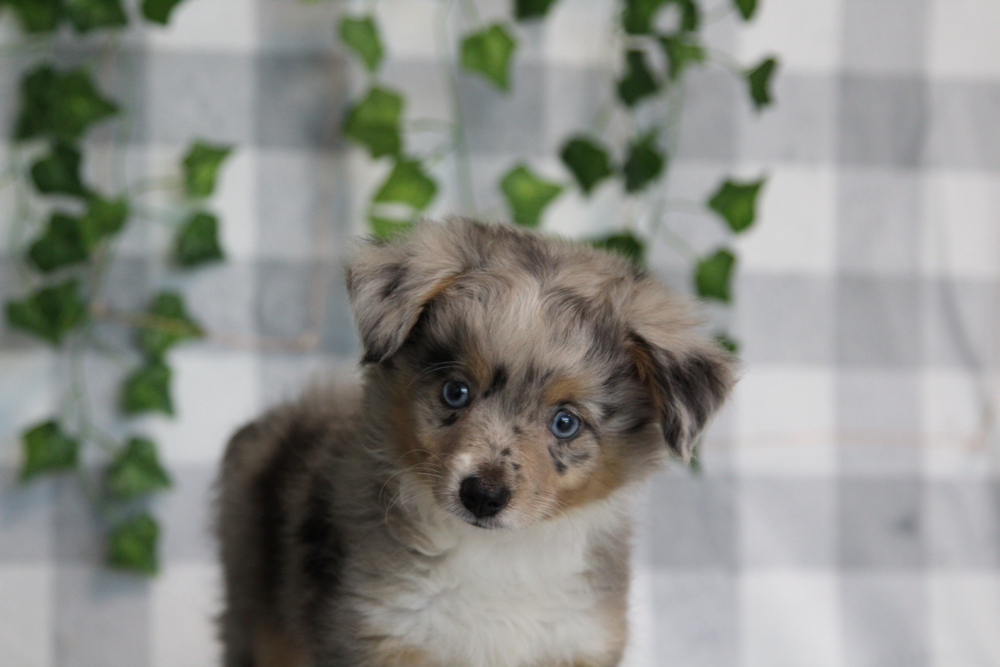 Ember - Merle Female Mini AussiePoo Puppy - Image 4