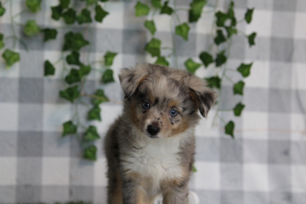 Ember - Merle Female Mini AussiePoo Puppy - Image 3