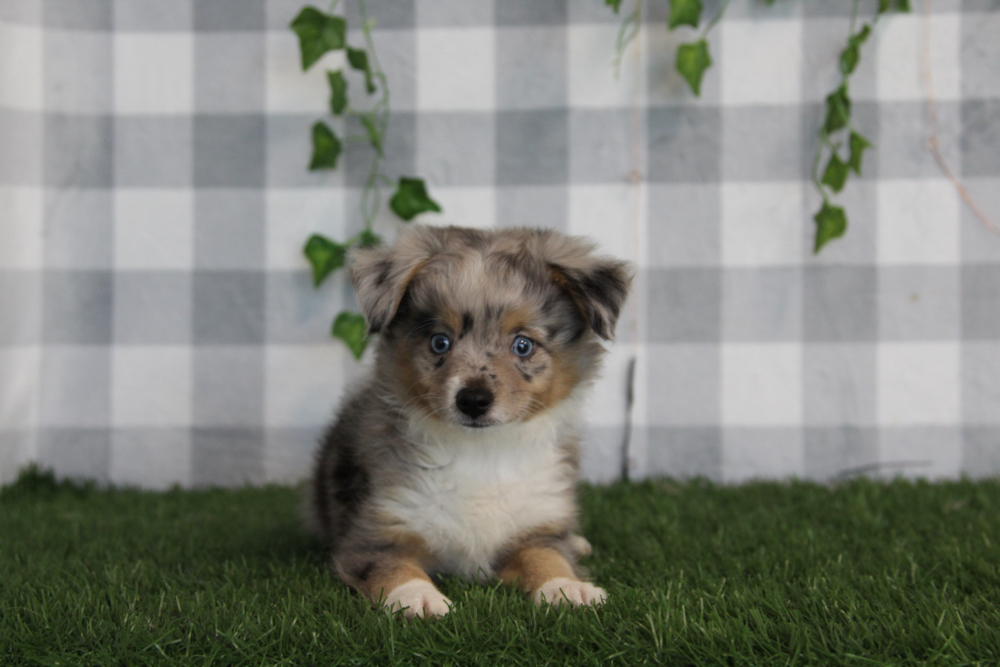 Ember - Merle Female Mini AussiePoo Puppy - Image 2