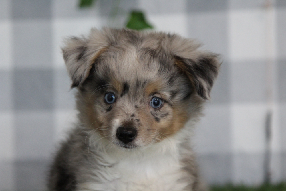 Ember - Merle Female Mini AussiePoo Puppy