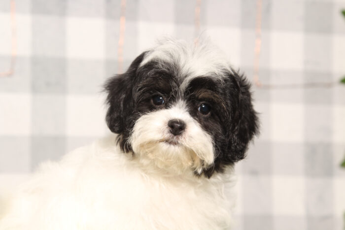 Esme-Black/White Female Teddy Bear Puppy