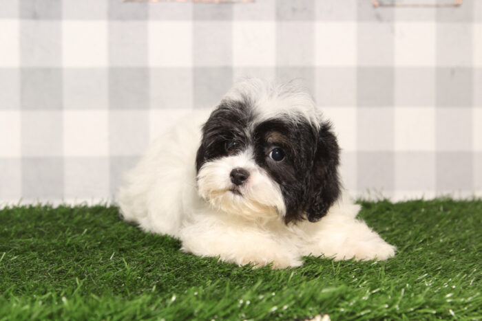 Esme-Black/White Female Teddy Bear Puppy - Image 4