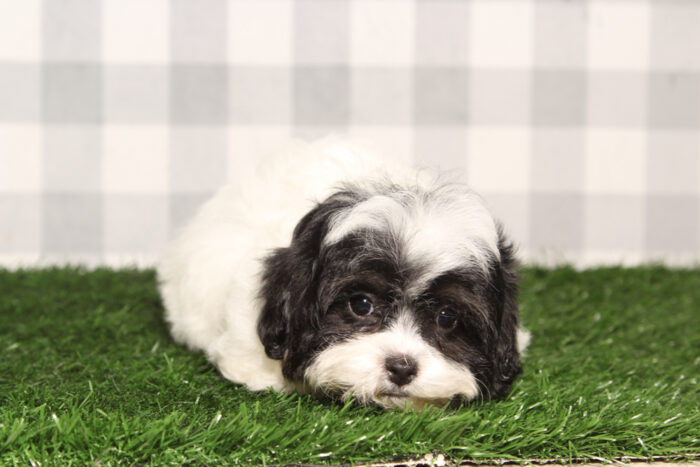 Esme-Black/White Female Teddy Bear Puppy - Image 3