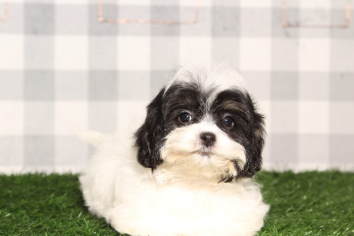 Esme-Black/White Female Teddy Bear Puppy - Image 2