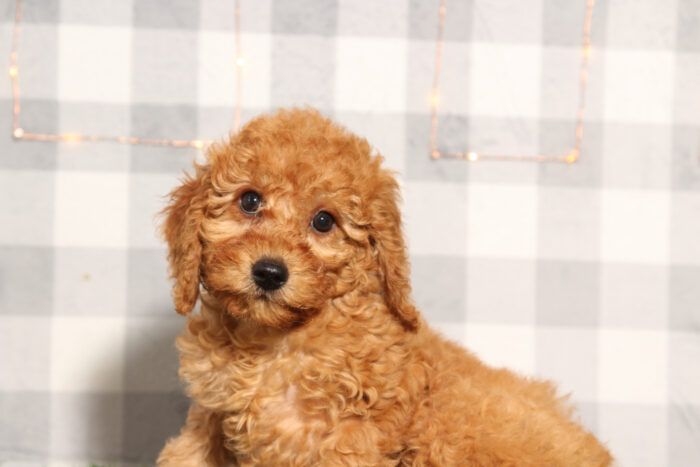 Fanta- Red Female F1B Mini Goldendoodle Puppy - Image 2