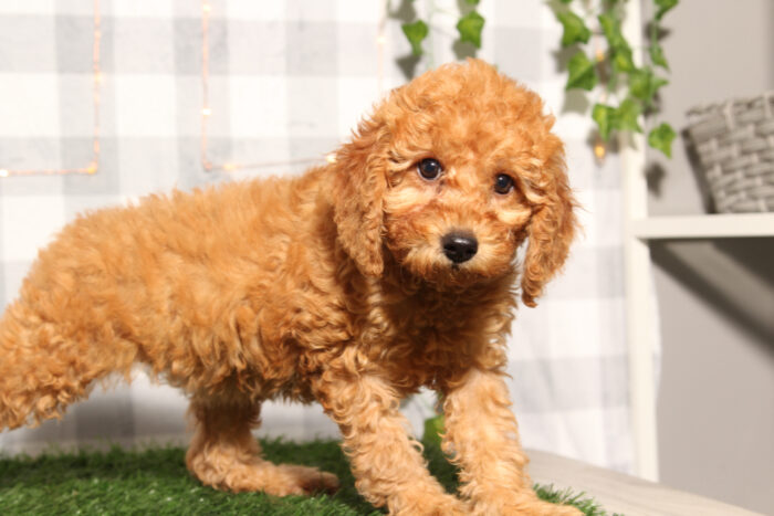 Fanta- Red Female F1B Mini Goldendoodle Puppy