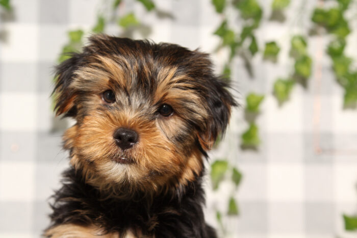 Ferb - Black/Tan ACA Male Yorkie Puppy - Image 4