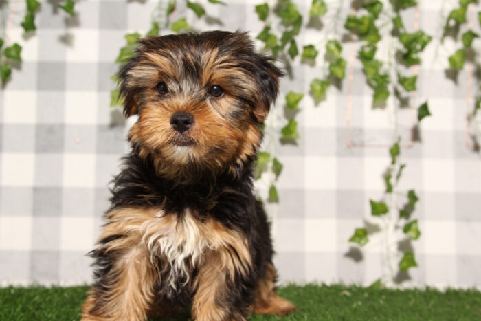 Ferb - Black/Tan ACA Male Yorkie Puppy - Image 3