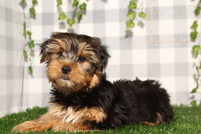 Ferb - Black/Tan ACA Male Yorkie Puppy - Image 2