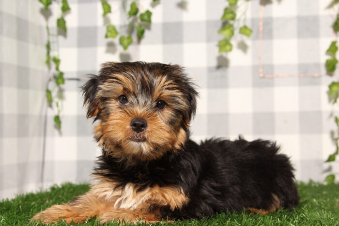 Ferb - Black/Tan ACA Male Yorkie Puppy