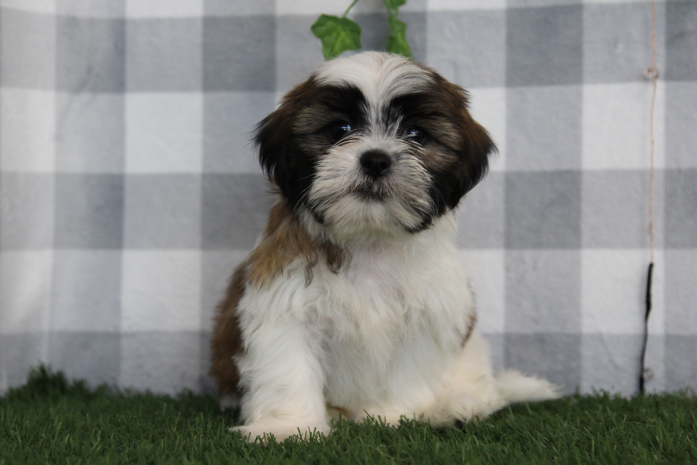 Flint - ACA Tri Male Shih Tzu Puppy - Image 3