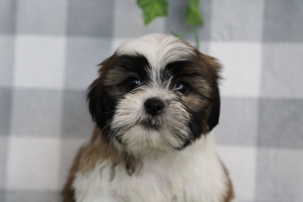 Flint - ACA Tri Male Shih Tzu Puppy